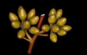 Eucalyptus mannensis buds