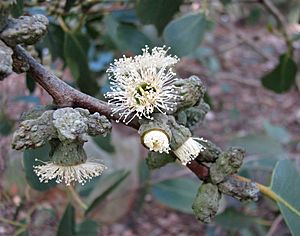 Eucalyptus verrucata 5789.jpg