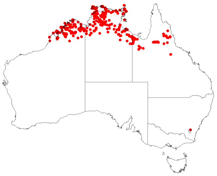 EucalyptusminiataDistMap