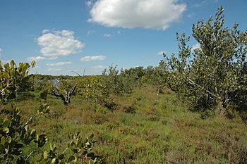 Example of native salt marsh-mangrove plant community.jpg