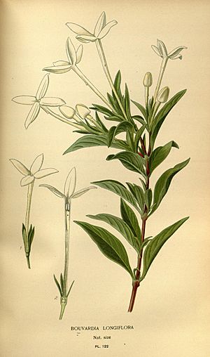 Favourite flowers of garden and greenhouse (10574873714).jpg