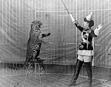 Female animal trainer and leopard, c1906