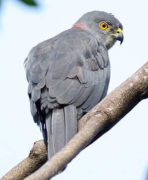 Fiji goshawk savusavu june 2008.JPG