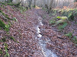 Footpath through Little Sheepwash Wood - geograph.org.uk - 1622992