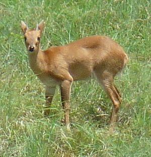 Four-horned Antelope1