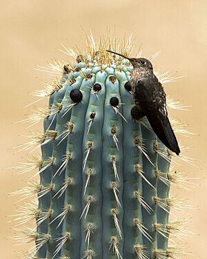 Giant hummingbird Patagonia Gigas on cactus in Peru by Devon Pike