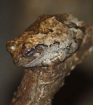 GrayTreeFrog2010