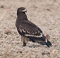 Greater Spotted Eagle, Dark Morph (49202075378)