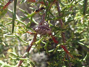 Hakea horrida fruit(2)