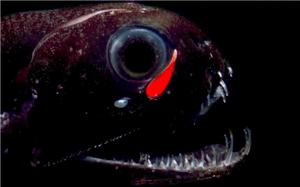 Head shot of the species M. niger