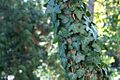 Hedera helix clinging