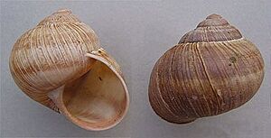 Helix pomatia-Nl2H