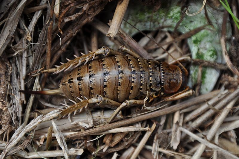 Herekopare Wētā 3