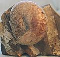 Hoploscaphites ammonite