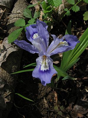 Iris cristata by Todd Crabtree (8497631633)