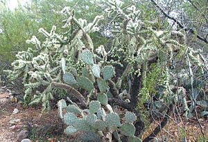 Jumping Cholla-JRO