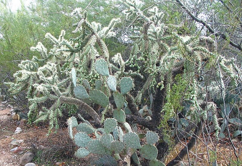 Jumping Cholla-JRO