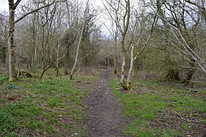 Lambridge Wood 1