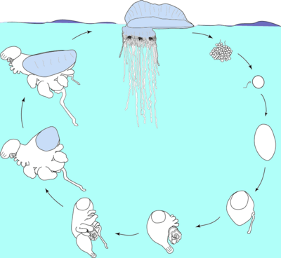 Lifecycle of the Portuguese man of war