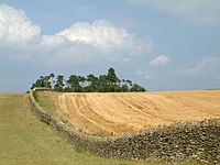 Limestone wall on Bredon Hill