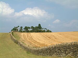 Limestone wall on Bredon Hill