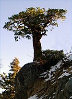 Lonely Incense-cedar3