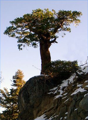 Lonely Incense-cedar3