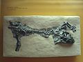 Lystrosaurus cf. oviceps - National Museum of Natural History - IMG 1984