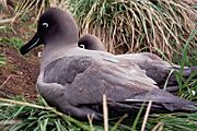 MacquarieIslandSooties