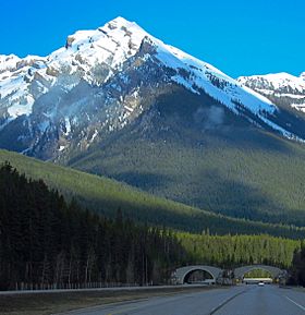 Massive Mountain seen from Icefields Parkway