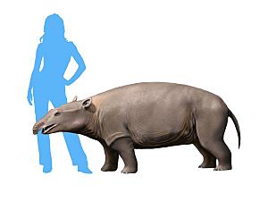 Moeritherium NT small