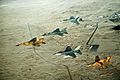 Multinational group of fighter jets during Operation Desert Shield