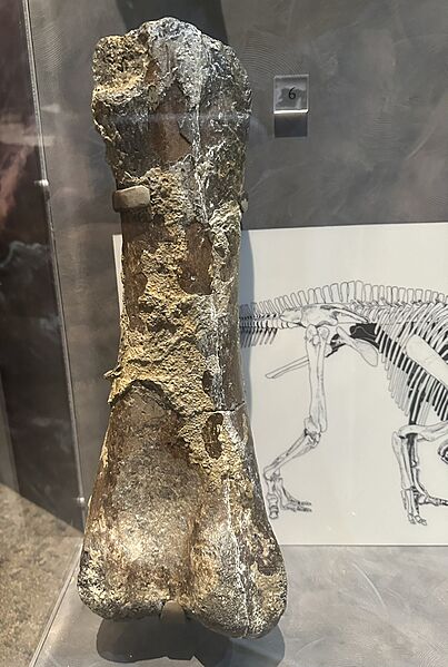 NC hadrosaur femur