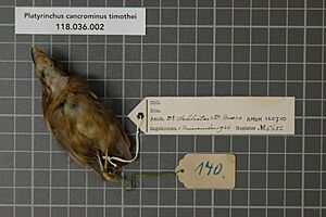 Naturalis Biodiversity Center - RMNH.AVES.120710 - Platyrinchus cancrominus timothei Paynter, 1954 - Tyrannidae - bird skin specimen