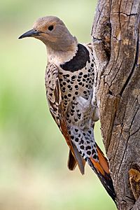 Northern Flicker