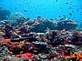 Nusa Lembongan Reef