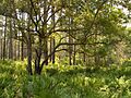 OkefenokeeCanalDiggersTrail.wmg