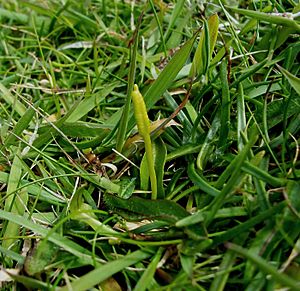 Ophioglossum azoricum.jpg