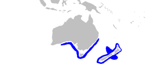 Oxynotus bruniensis distmap.png