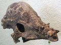 Pachycephalosaur Skull (AMNH 1696)