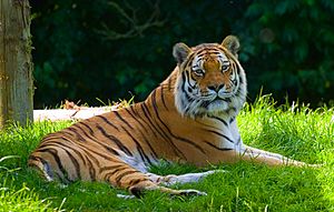 Panthera tigris -Banham Zoo, Norfolk, England-8a