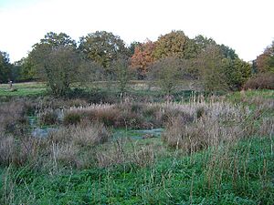 Patmore Heath - geograph.org.uk - 82806