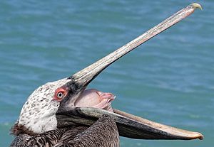 Pelican-Gaping-Aruba