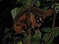 Petaurista nobilis