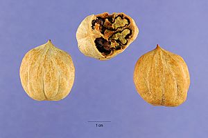 Pignut-hickory-nut