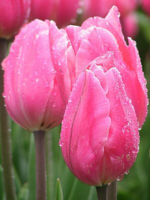 Pink tulips closed
