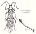 Plecoptera-taeniopterygidae