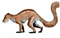 Plesiadapis NT