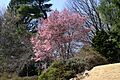 Prunus Okame 001