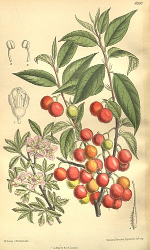 Prunus japonica 135-8260.jpg